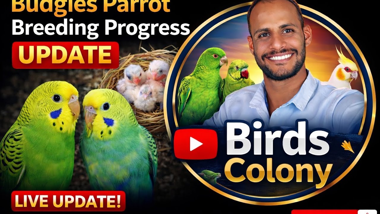 “Finally Budgies Eggs Hatch 😍 | Breeding Update | Birds Colony”