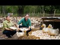 Harvesting duck eggs to sell at the market - Daily life on the farm, survival in the forest
