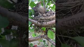 Mother Bird Feeding Babies