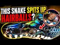 Do White Lipped Pythons Spit Up Hairballs?