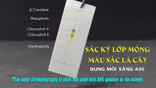 Thin-layer chromatography of plant pigments using A95 gasoline solvent. Separation of leaf colors