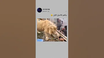 شيل ايدك بدل ما توحشك ضحك اكسبلور Shorts Funny 