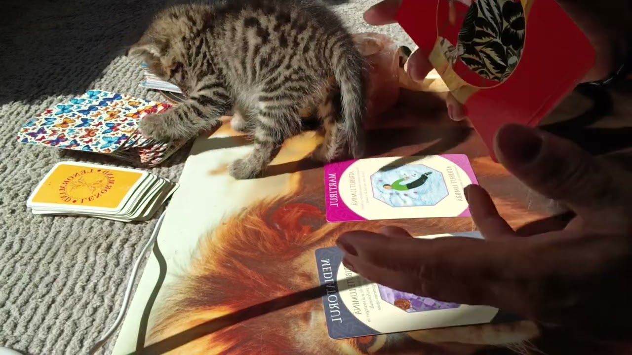 Taur Luna Iunie 2025!