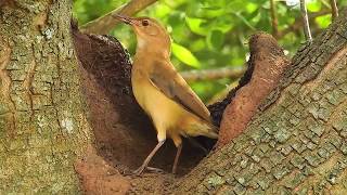 Bird Engineering, Rufous Hornero, bird building its nest, Furnarius rufus, wild birds,