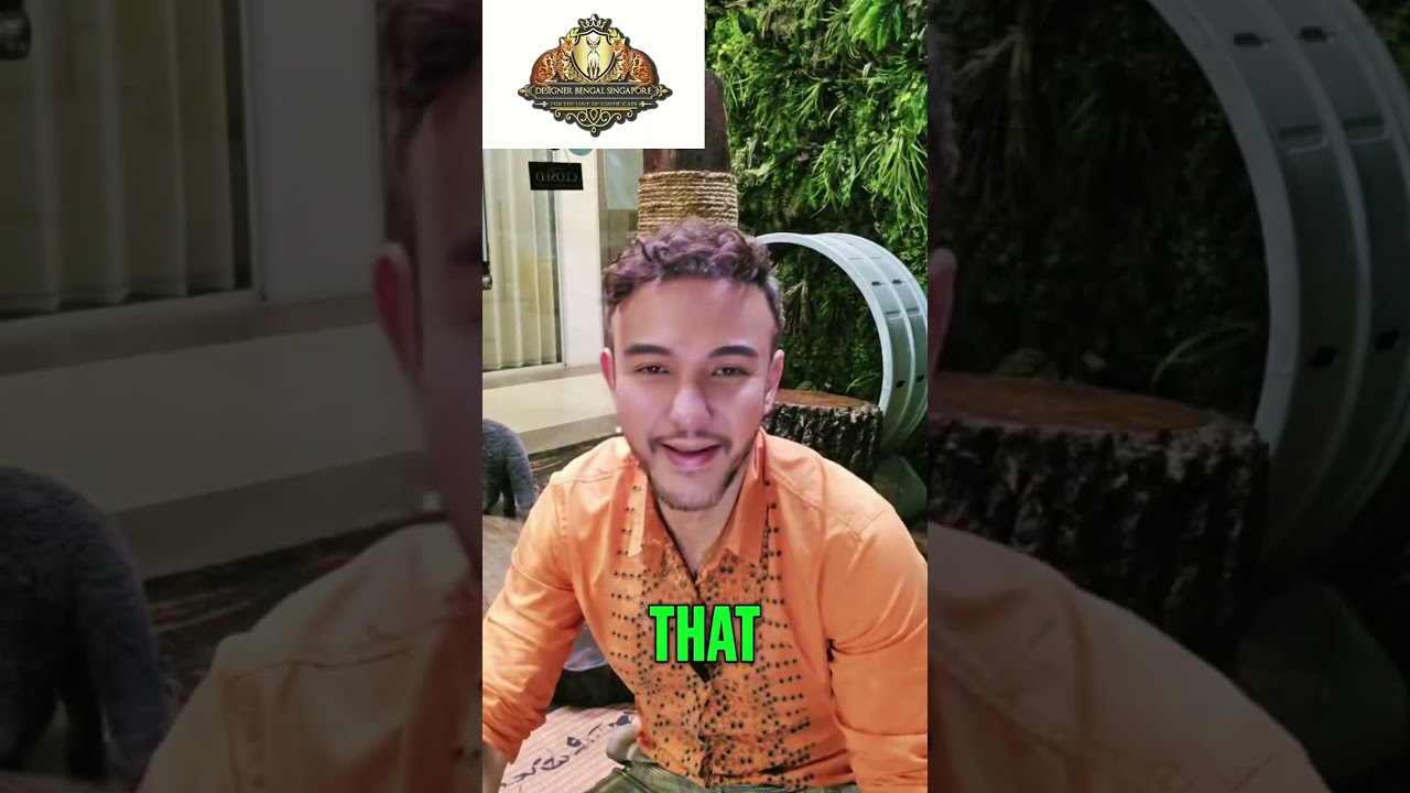 Why Cats Knead You: Decoding Feline Behaviour!