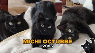 MICHI OCTUBRE 2025. KratosRama sigue siendo el michi más descarado 