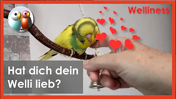 Wie kann man Wellensittich Liebe zeigen?