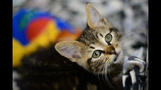 Kitten Bowl Party!
