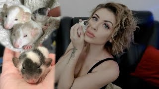 I Became a Mom to 3 Baby Rats. (They Should've Been Food) by Taylor Nicole Dean   875,740 views 5 years ago 19 minutes
