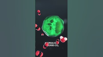 Microalgae absorbs CO2 from the water  - 3D Science Animation #science #sciencefacts