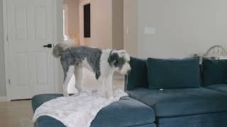 Pet Sensor - In Action