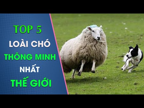 Video: Các loại chó chăn cừu Đức