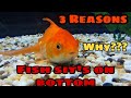 Why your Fish sit's at Bottom of your Tank | 3 Reasons