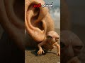  أصحاب الرس قوم دفنوا نبيهم حي ا    فكانت نهايتهم مرعبة   قصة أصحاب الرس باختصار نجومي