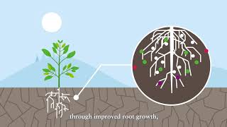 YaraAmplix NRHIZO™ – Optimize your crop from the start and power yield potential