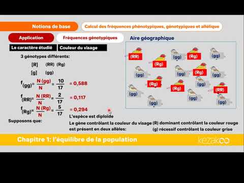 Vidéo: Quelles sont les fréquences de génotype attendues ?