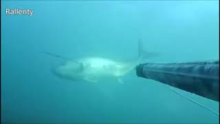 Tembak ikan 🎏 screenshot 5