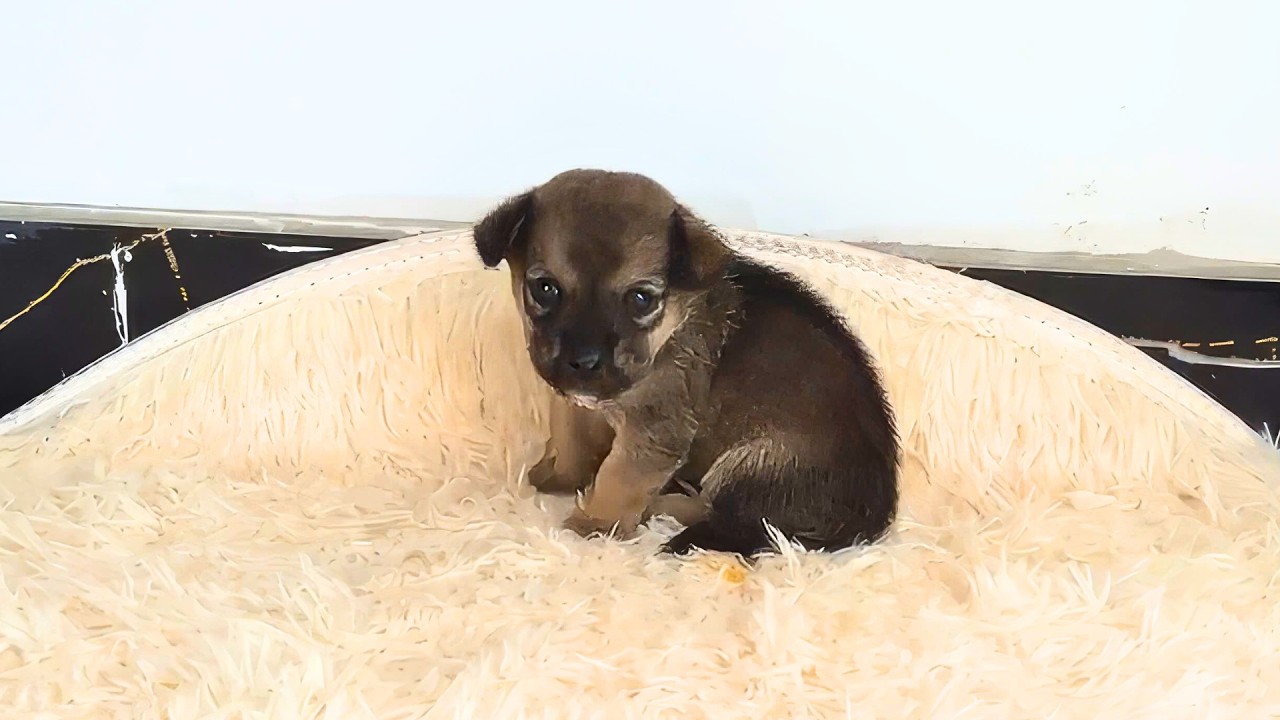 "I Want to Live," a Stray Puppy Wailed Helplessly, Covered in Flies and Maggots.