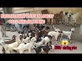 Macharla goats kids in lowest price available in hyd a1goatsheep833