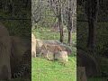 Go to the zoo with me- Indy 🐆 cheetah #indyzoo #zoo #cheetah  #indianapolis