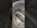 baby molly fish tremendous colour and activeness sk aquatic classical fish shorts #fish hobbyist 🐬