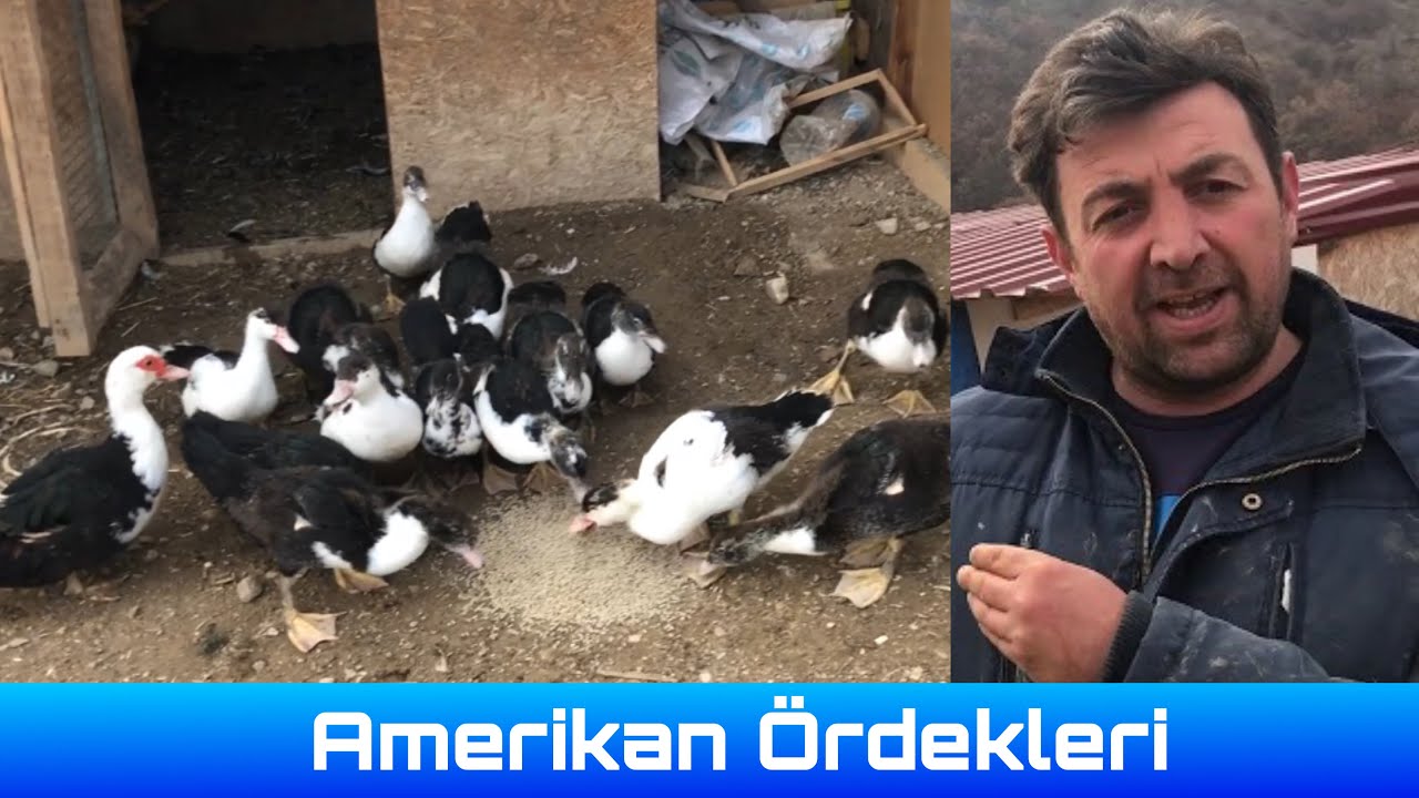 Amerikan ördekleri hakkında bilinmesi gereken herşey.. #kanatlılaralemisamsun #duck#ente#ördek
