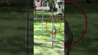This Bird Feeder Declared War on Squirrels 🦜🐿️