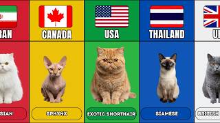 Cats From Different Countries