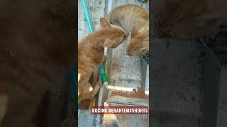 Download Lagu SERAM...SUARA KUCING BERANTEM#shorts MP3