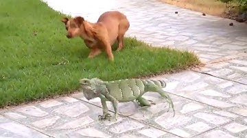 Camaleão dando chicotada em Bob