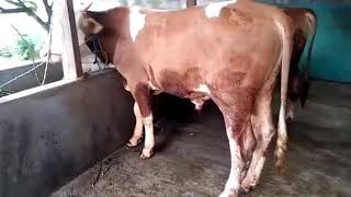 jenis sapi simental Marlboro