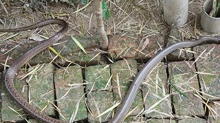 Short Video On Dhaman Snake