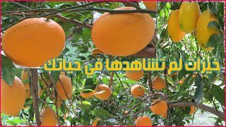 احسن برتقال في الكون,الافضل للعصير والاكل,برتقال حلاوة وطراوة ولذة,زراعة الحوامض,The best orange