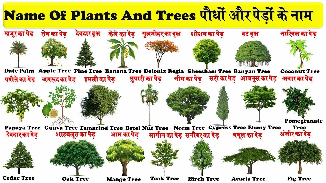Name Of Tree s And Plant s In Hindi And English With Picture 
