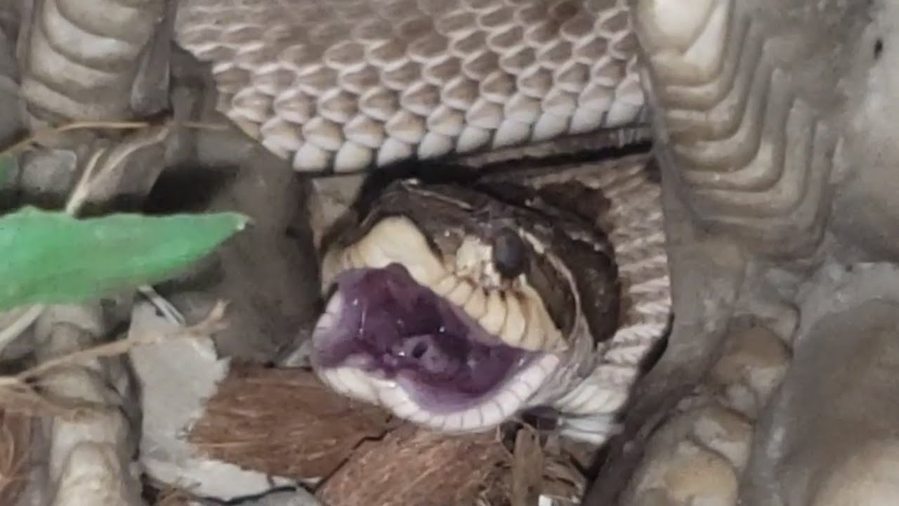 porky the conda hognose snake eating after 2 1/2 months of refusing food.