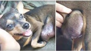 Family Chained Dog With Large Tumor All Her Life & Didn’t Even Give Her A Name by Watchjojo Animals 1,233 views 2 years ago 3 minutes, 39 seconds