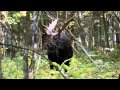 Maine moose hunt. "THE CHARGE" OMM Outfitters- World Class Hunts. Cabelas's Certified Outfitter.