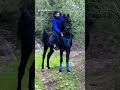 نار المقطع الخيل الادهم الأصيل