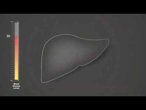 Video CƠ CHẾ TÁC DỤNG CHẤT ĐỒNG VẬN GLP-1 (LIRAGLUTIDE) - youtube