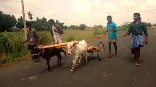 #thanjavur #Reclarace  Nadukkavery recla race வால் தூக்கி வேற லெவல் கீழ கருப்பூர் பந்தயகளம் #thanjai screenshot 2