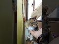 2026 01 12 04 猫動画ショートですニャン ‐ #cat #子ネコ #猫 #catsofyoutube #cats