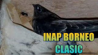 INAP BORNEO