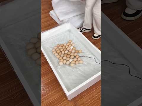 The method of a chick hatching from a chicken egg