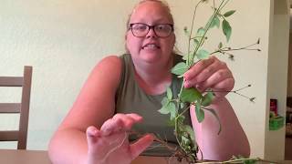 Third Grade - Week 3 - Plant Structures and Functions