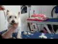 HOW TO DO A WEST HIGHLAND WHITE TERRIER