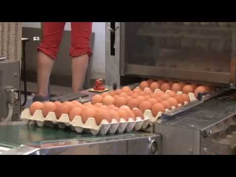 Video: Zašto kokoši nesilice ispadaju perje?