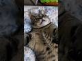 自前のテンピュール。#cat #ねこ #shorts