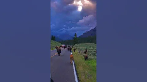 A surreal morning in Yellowstone