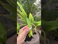 الفرق بين الكركم و الزنجبيل #garden #gardening #اكسبلور_explore #اكسبلور