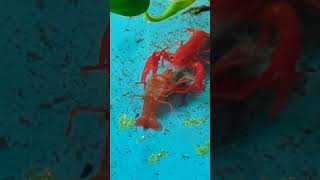Crayfish Eating